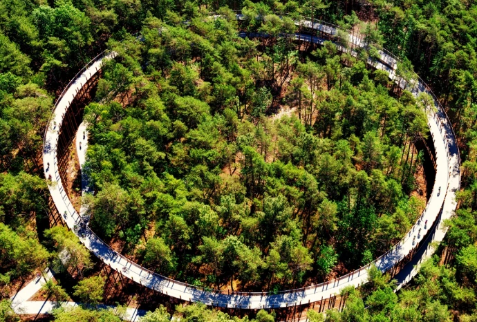 Fietsen door de bomen